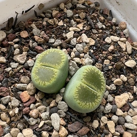 3220，绿光阳双头带盆土发货