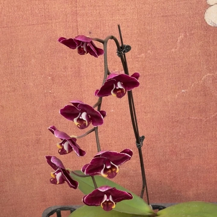 网***要完全开放0895蝴蝶兰实生