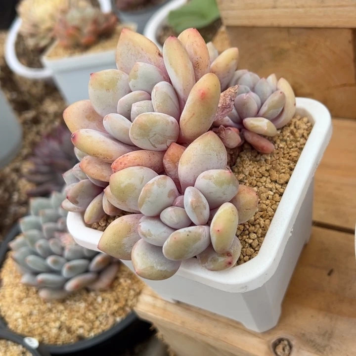 半夏 老桩 夏鸣园艺