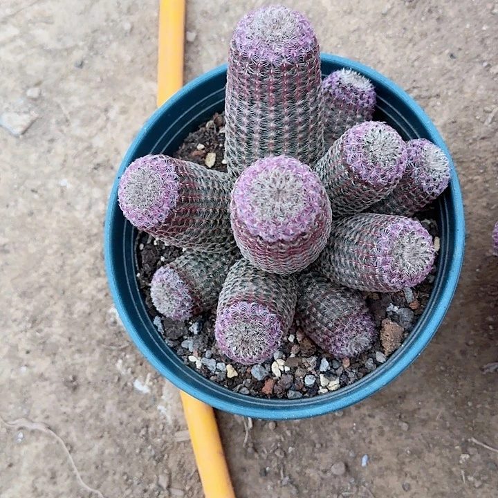 落**菲哈哈哈哈哈哈哈哈哈哈