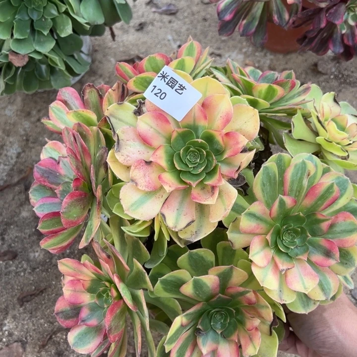 雨荷大手捧多肉植物120