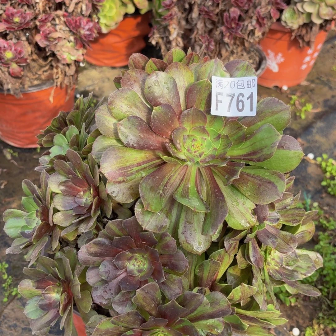 761多肉植物捧花的时候