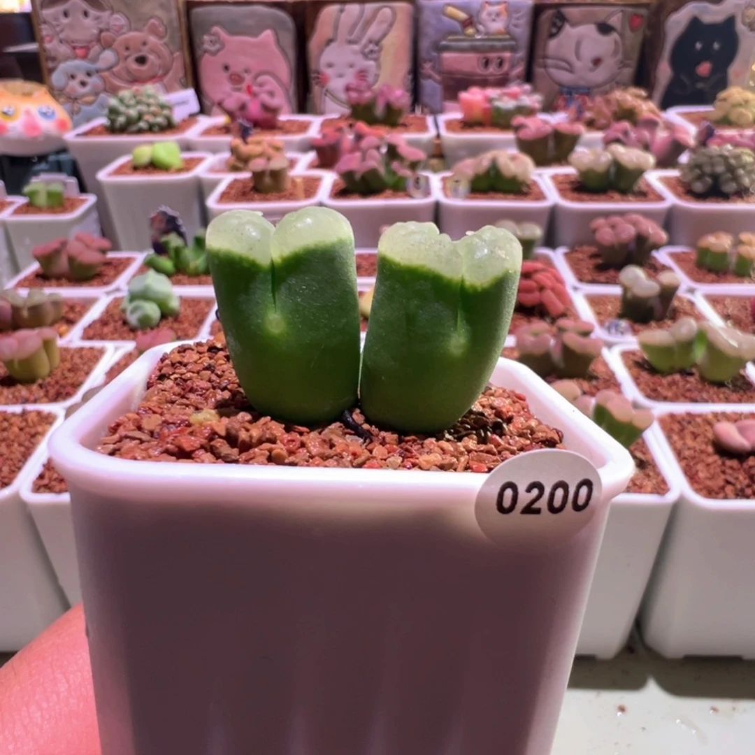 玲****80200，日输，肉锥植物