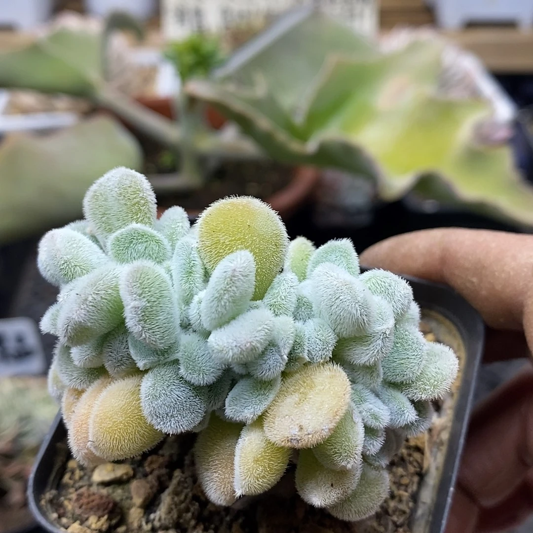 0299 雪晃星缀化