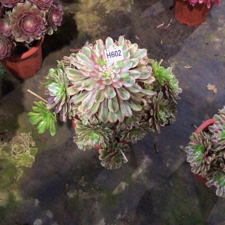 寒*粉黛多肉6020000000000