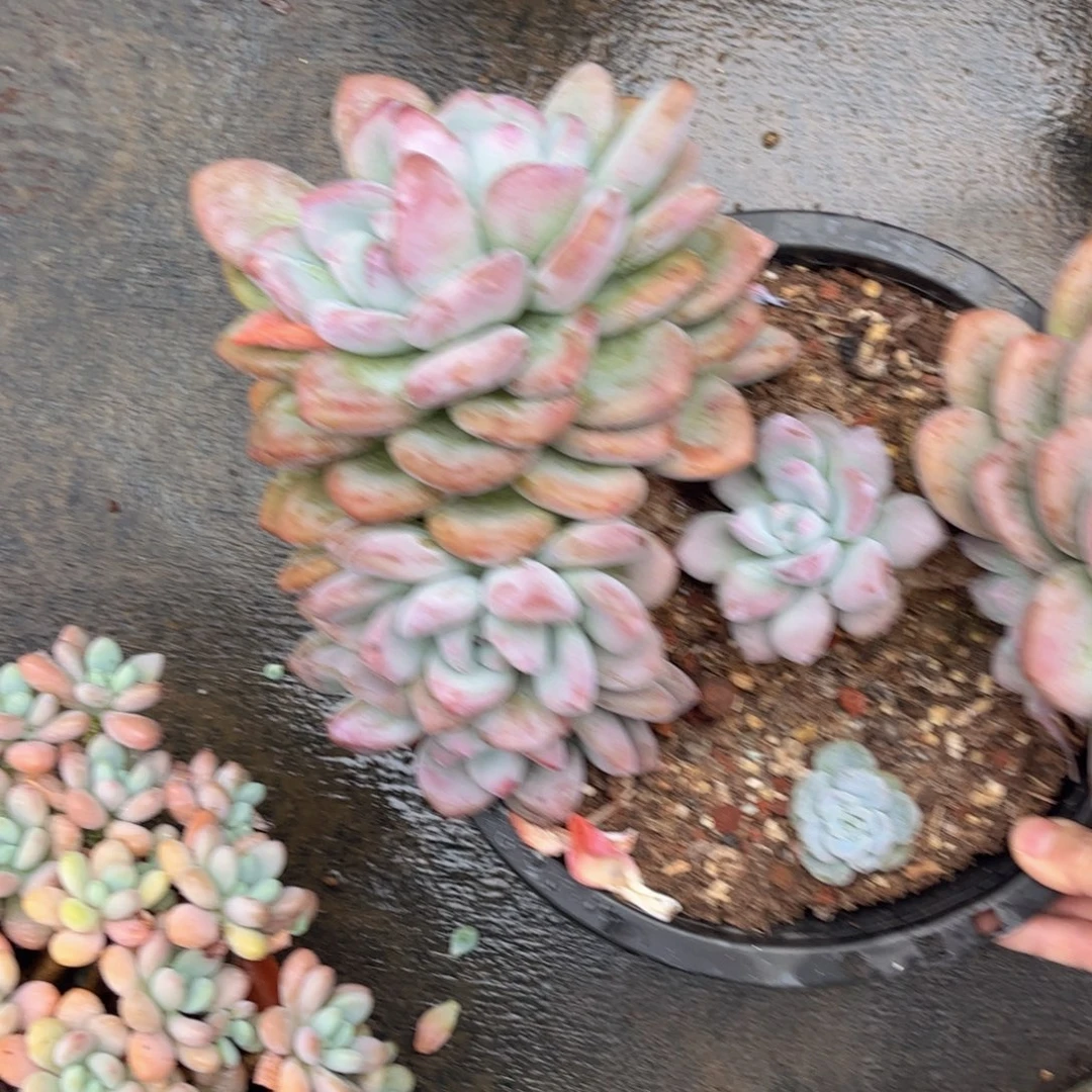 m****友家多肉一物一拍