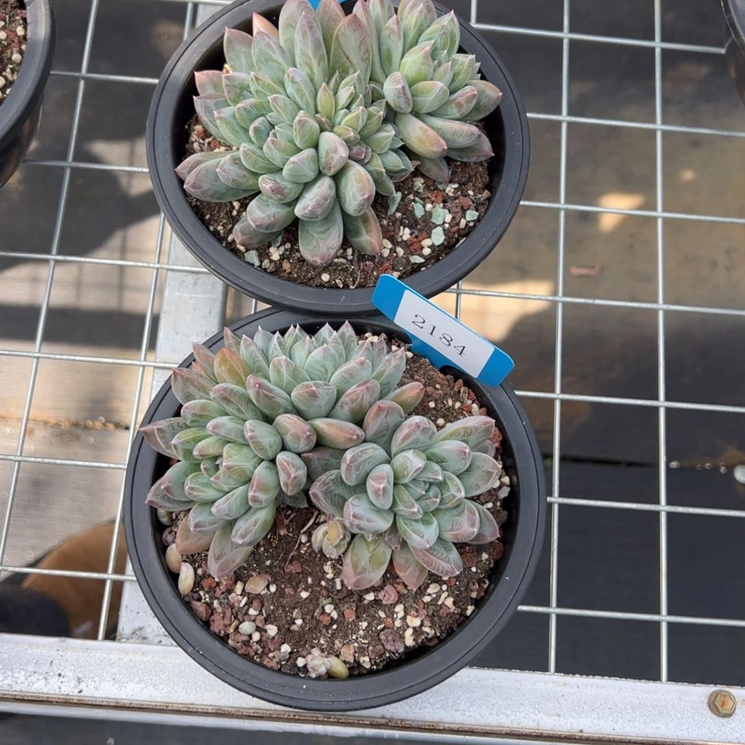 青*2183，2184多肉多多多多多