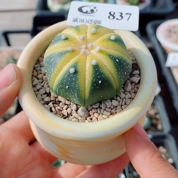 生石花花花花花花花837