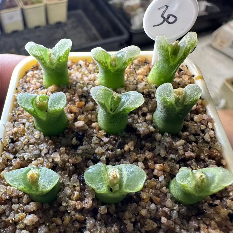 【天津专场】30多肉植物肉锥一颗