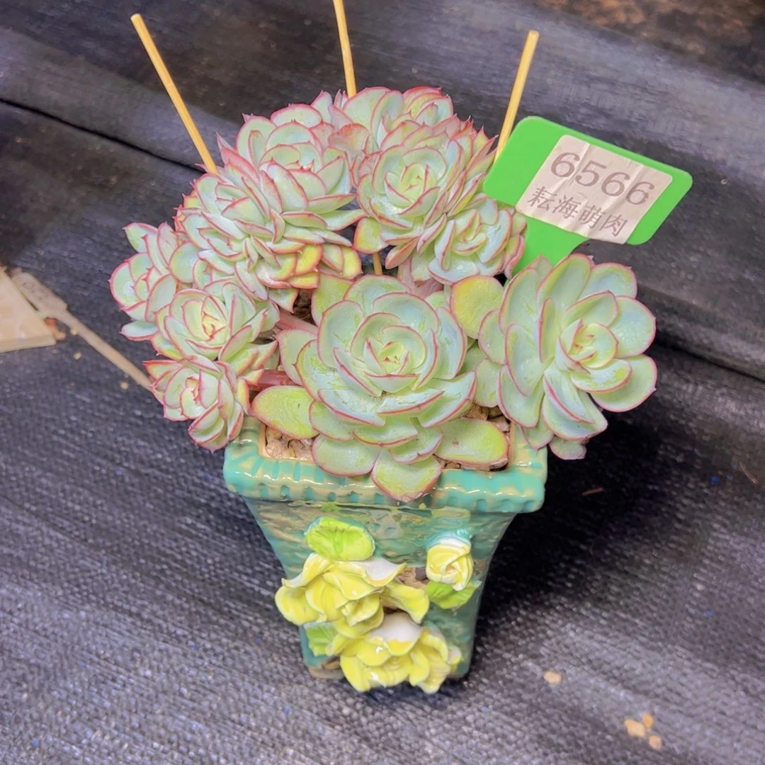 牡丹亭缀6566多肉植物