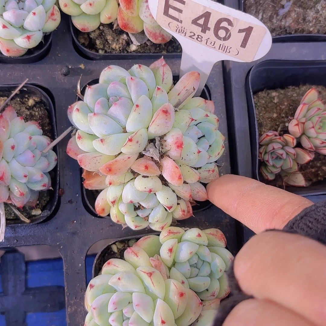 E461阿尔巴佳人一物一拍