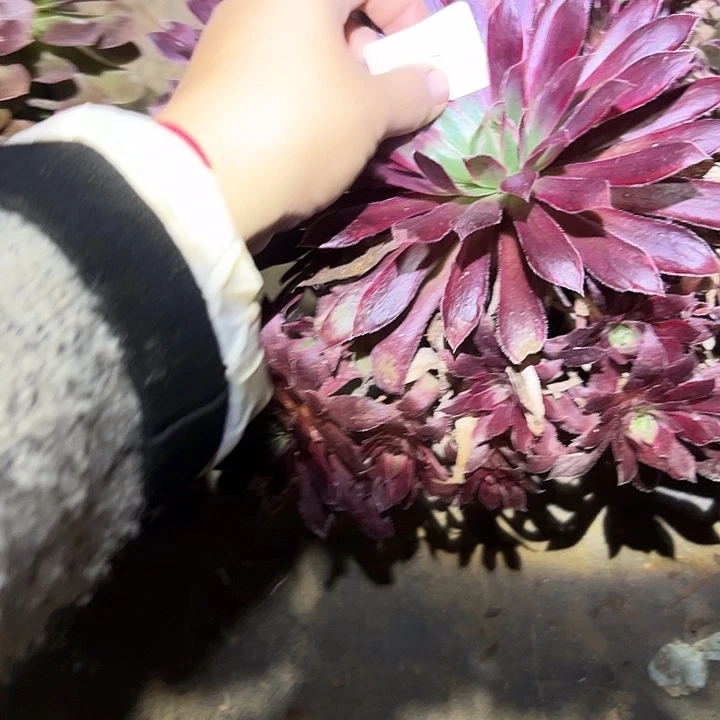 冒***白不包侧枝一物一拍142