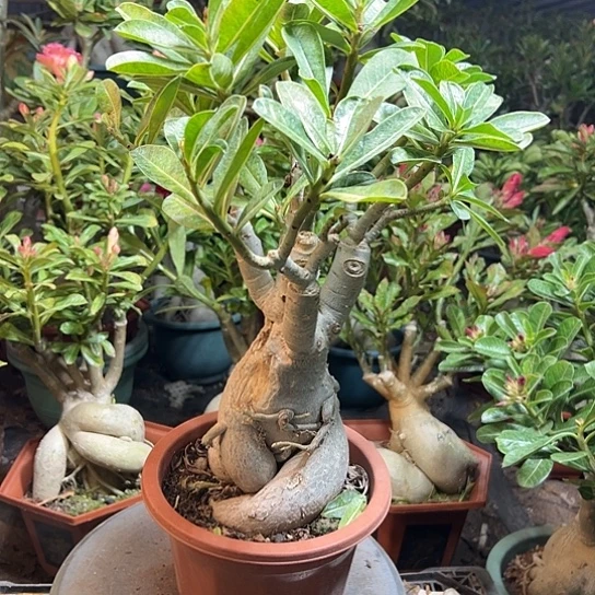 沙漠玫瑰小丑带盆瑕疵
