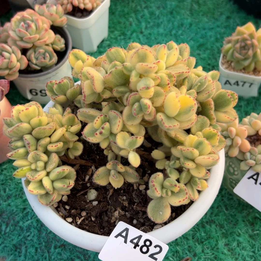 482 满38包邮一物一拍