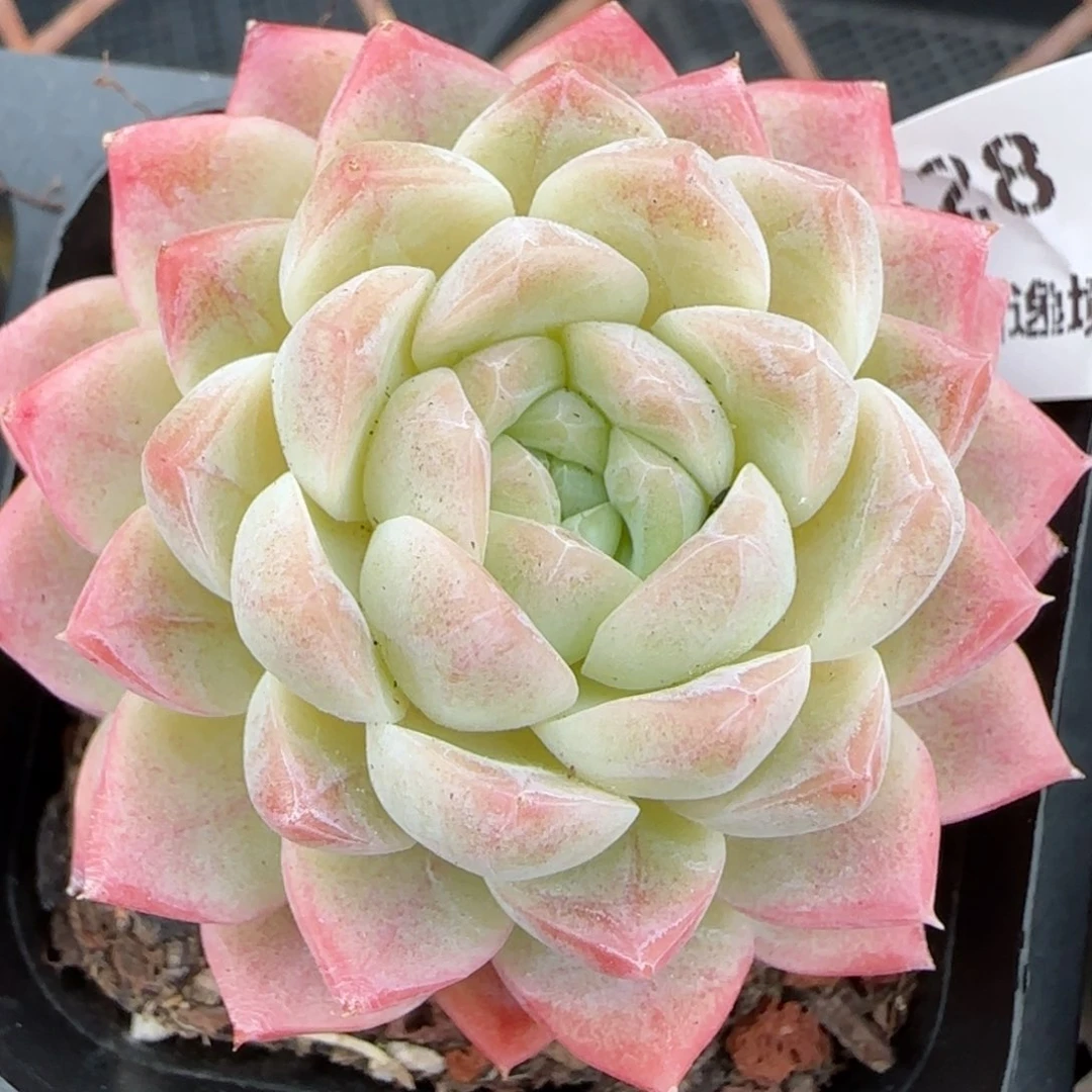 花语逸境0209-328
