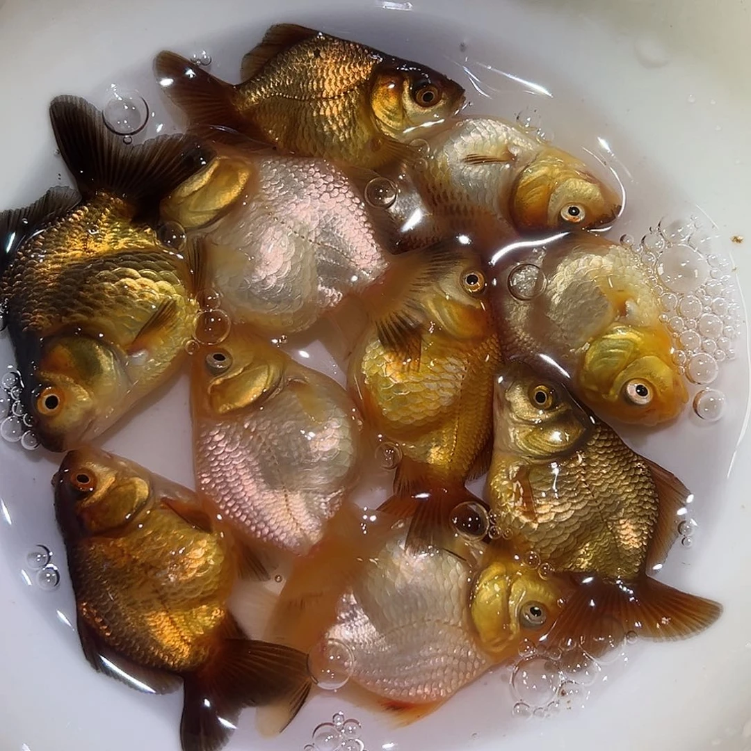海水用户2134一组玛丽混搭鱼苗