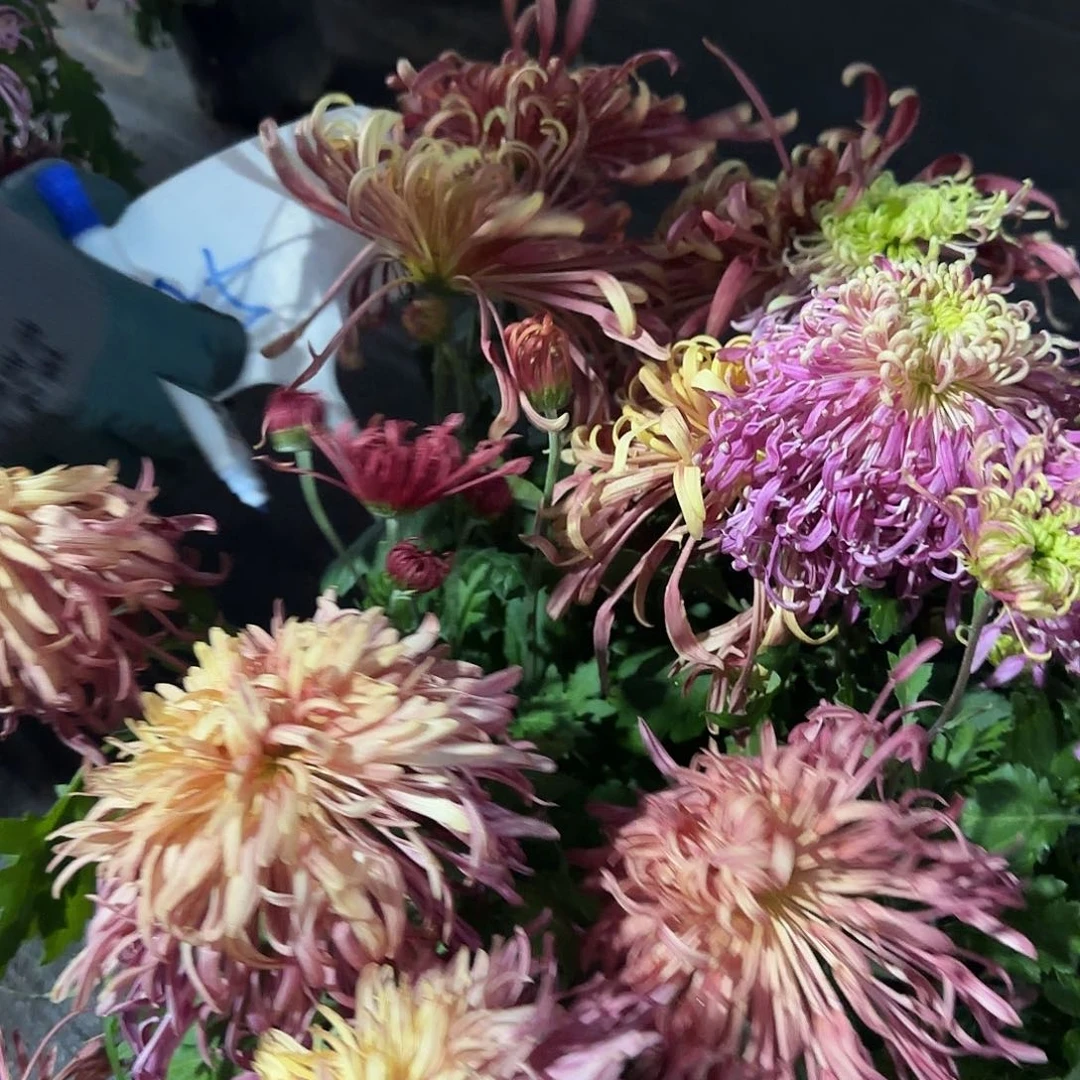 全部花朵A00000005