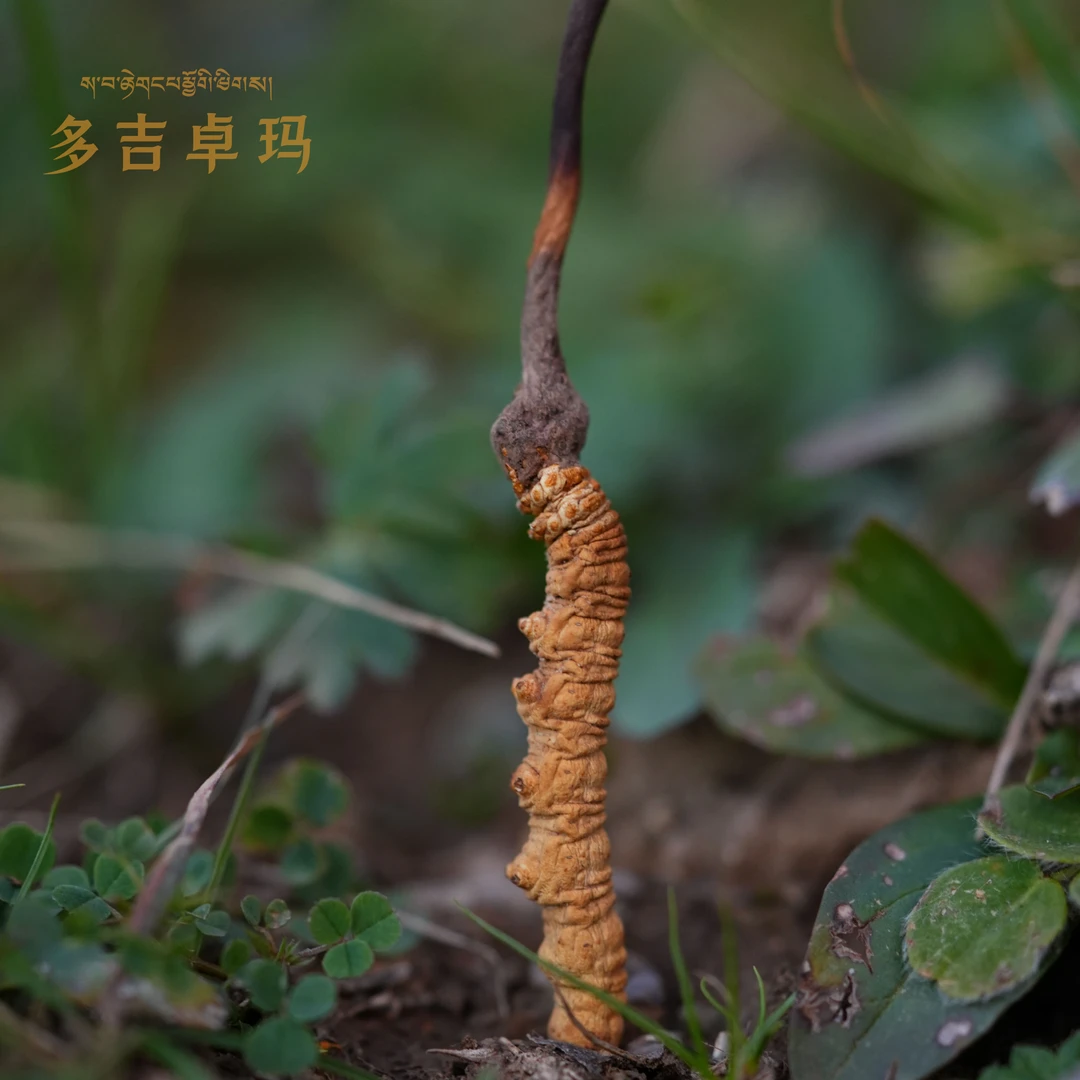 【罕见虫草王】2根正宗青海玉树杂多天然冬虫夏草非人工培育