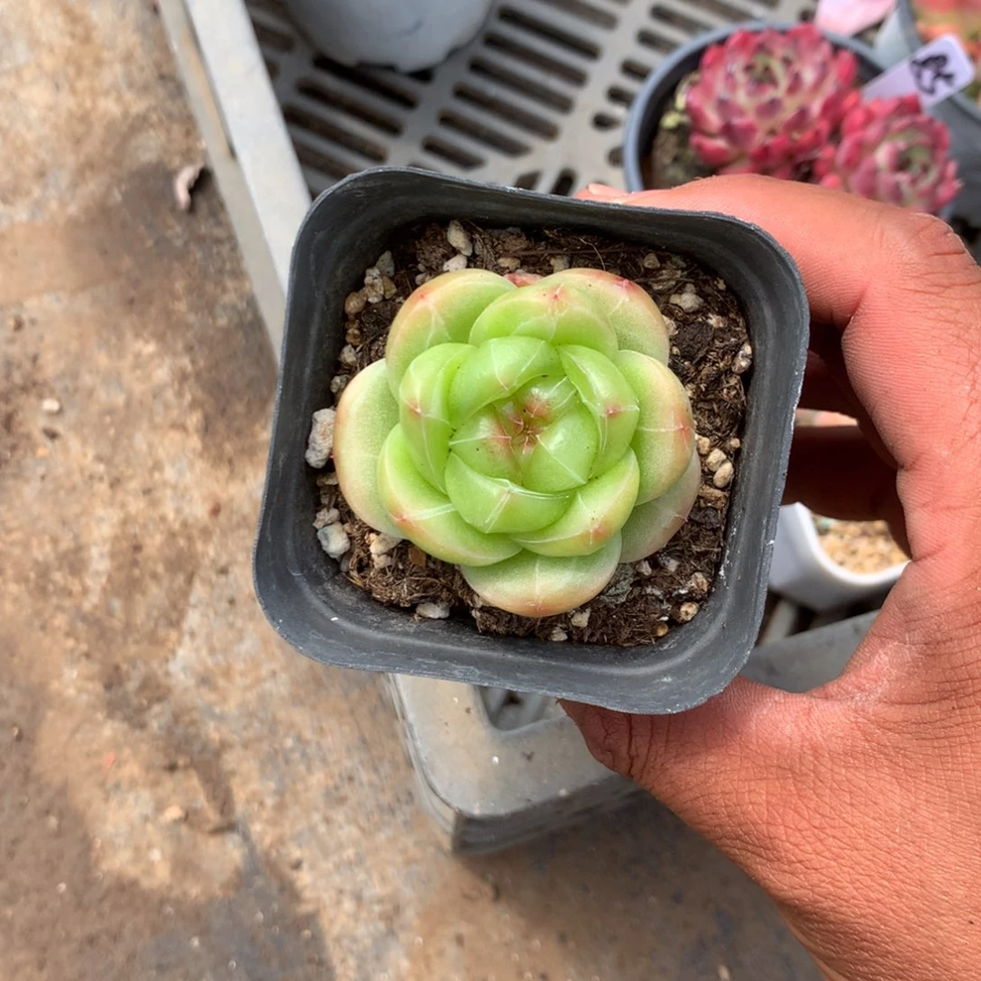 人工增水系统在国内已经应用相当