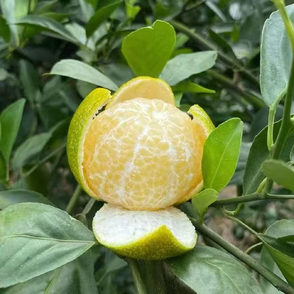 广西西林皇帝柑当季新鲜水果橘子清甜多汁现采现发顺丰包邮