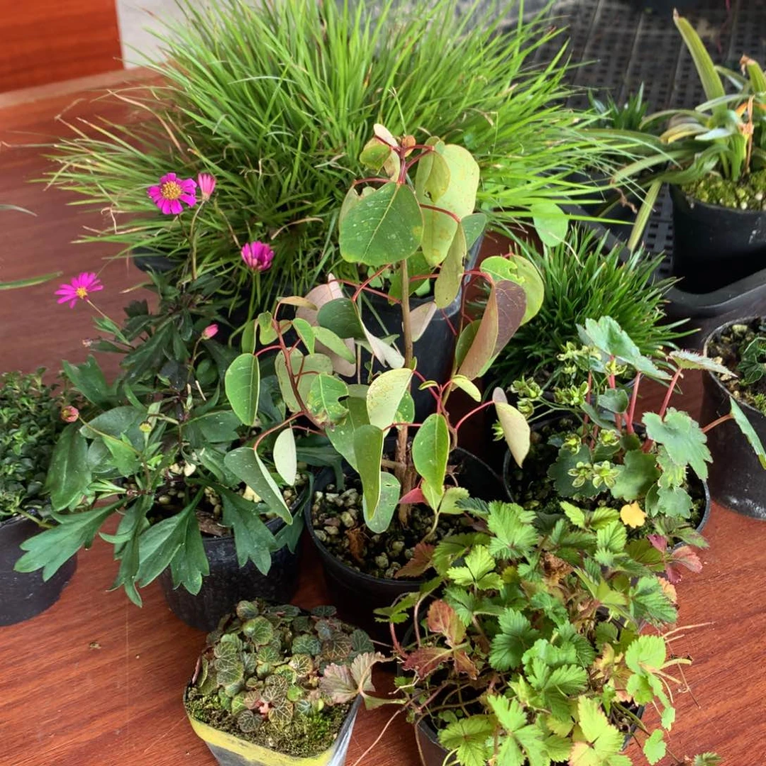 当前无花朵，栽培后可花朵7