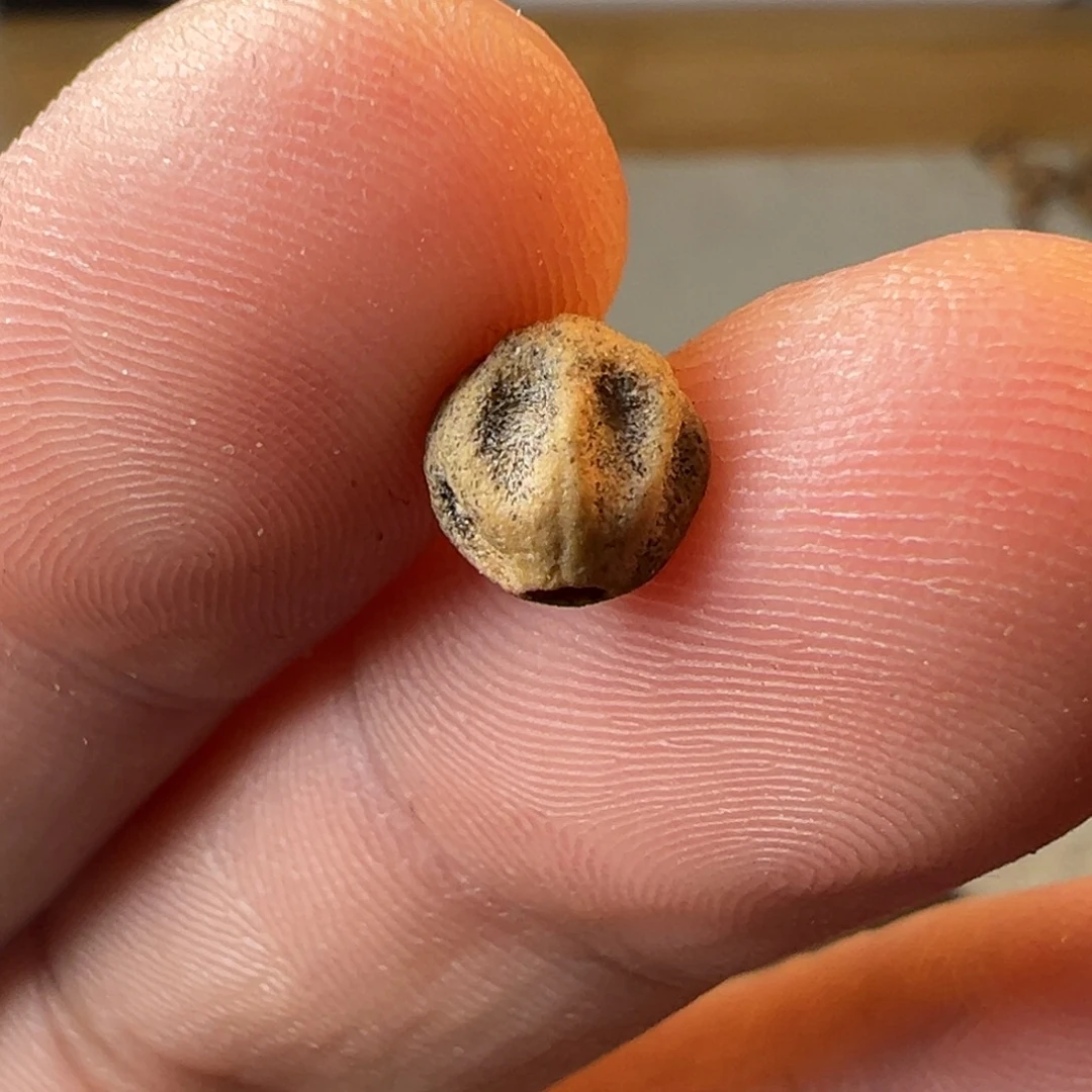 柏香籽/百香籽吊坠