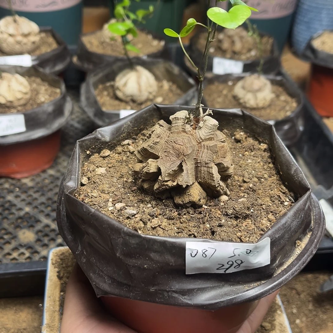 087南非块根龟甲龙