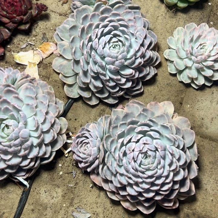 雪球锦 多肉植物保底16cm