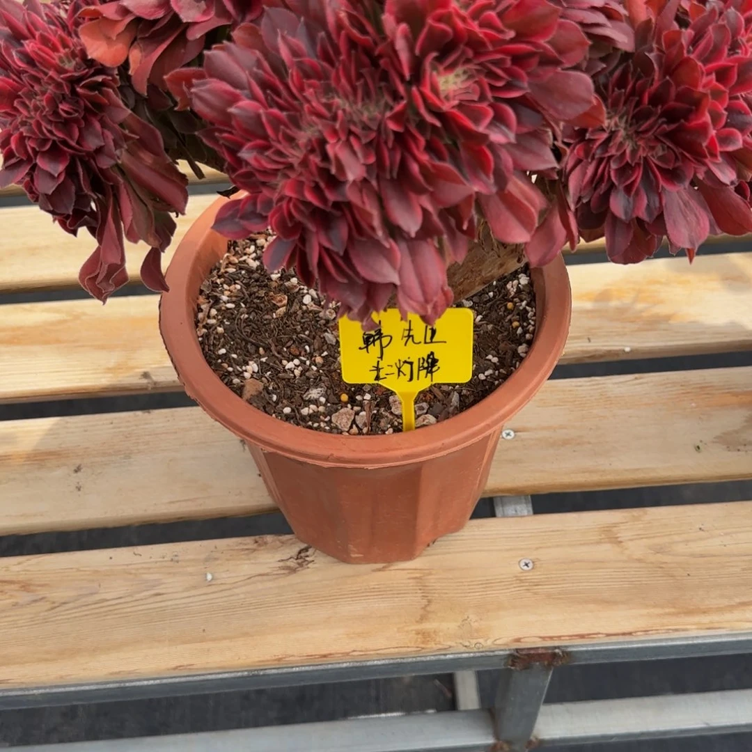 ￡****彡十二级灯牌