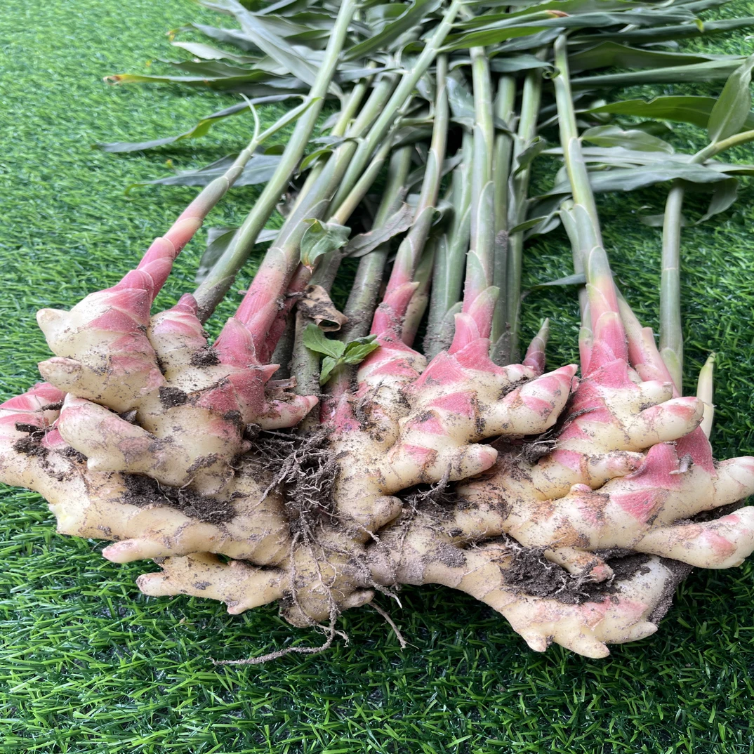 大别山高山岳西新鲜小黄姜现挖姜味浓郁调味