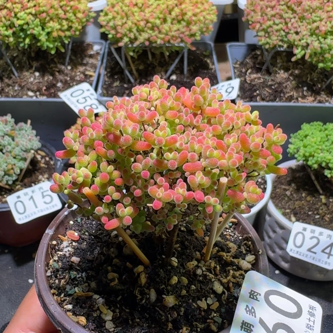 枝干番杏蜜橘糖球060