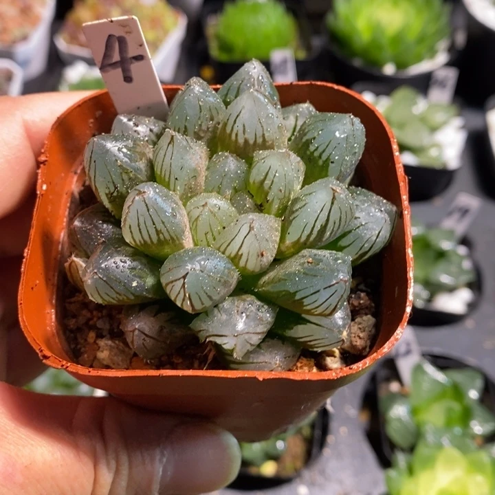 黑肌玉露多肉植物