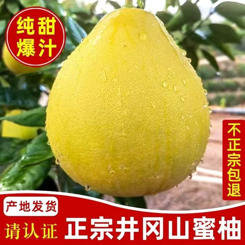 正宗安福金兰柚井冈蜜柚白心柚当季现摘津甜回甘润喉农家高山柚子