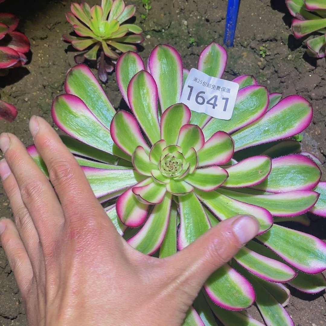 1641白月光多肉植物