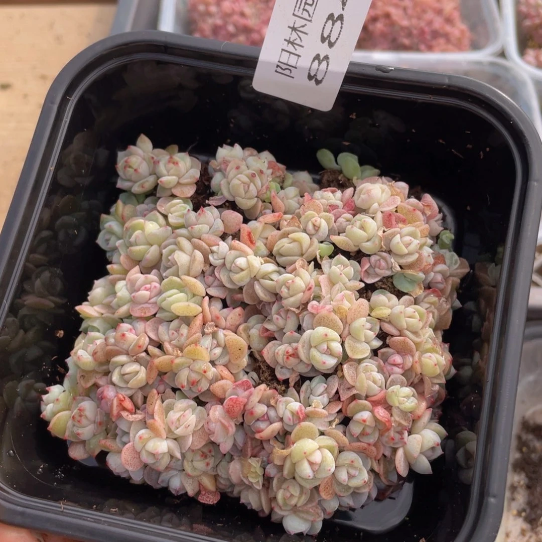 多肉植物多肉植物884