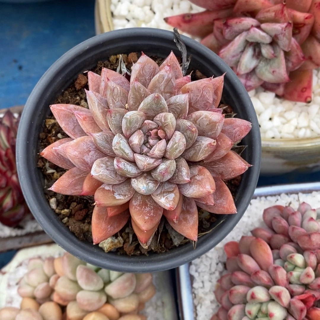 转***子转身就是一辈子艾莎多肉