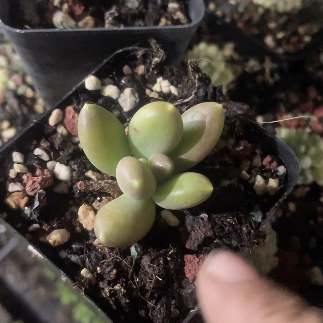 金蟾 脱土发货 7口盆