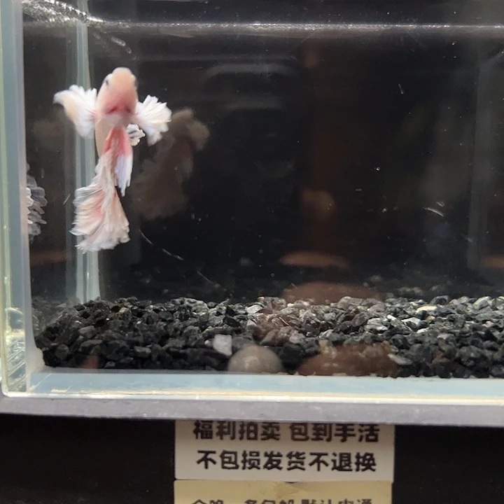 斗鱼一单包邮13日76
