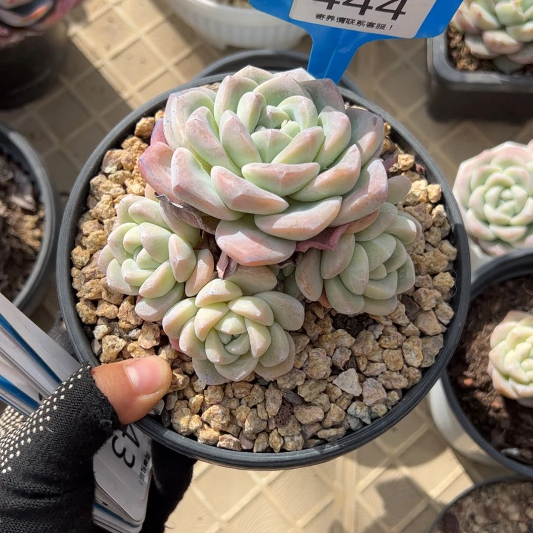 红陶侧*444号多肉植物