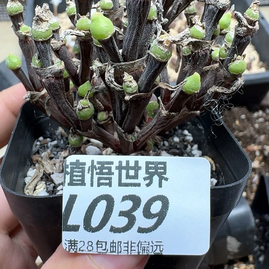 多肉植物的润泽地许