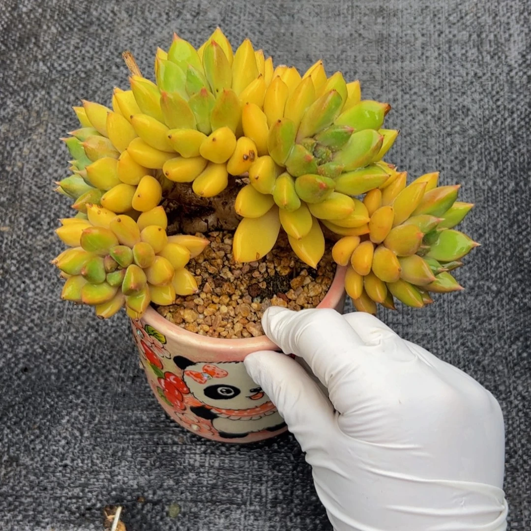 红象牙朵朵多肉植物