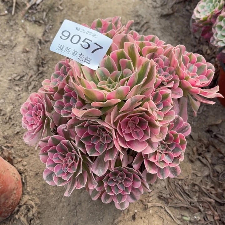 9027女郎的人多肉的