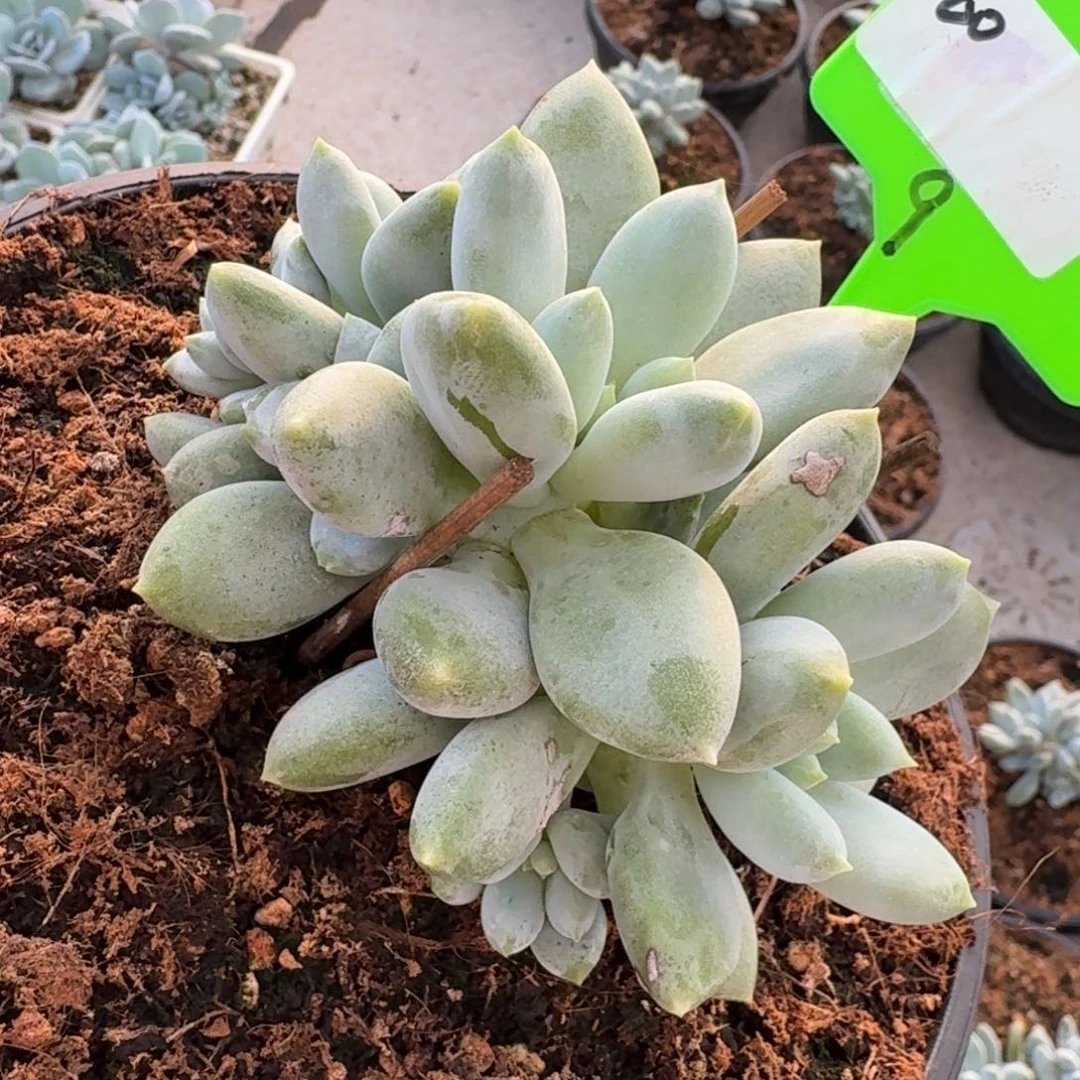 60胖体哥特群生无砍