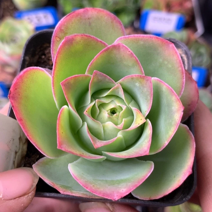 一物一拍星辰金凌381