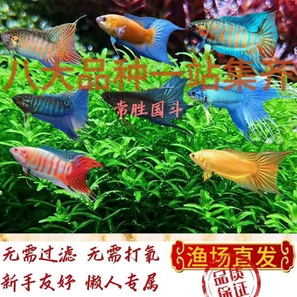 斗鱼中国观赏鱼懒人新手好养耐活免打氧过滤淡水冷水