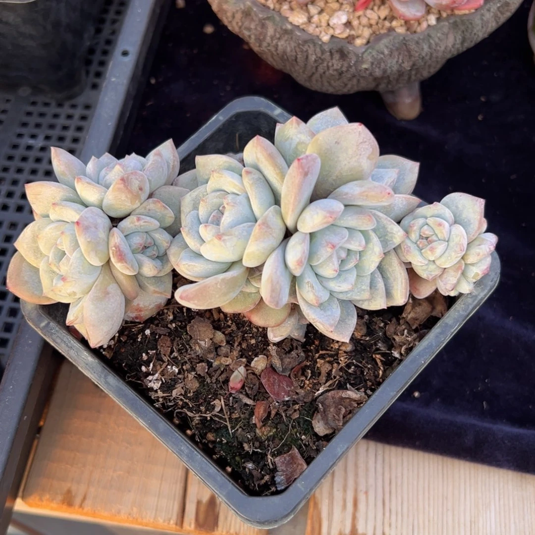 新年快乐 新年快乐