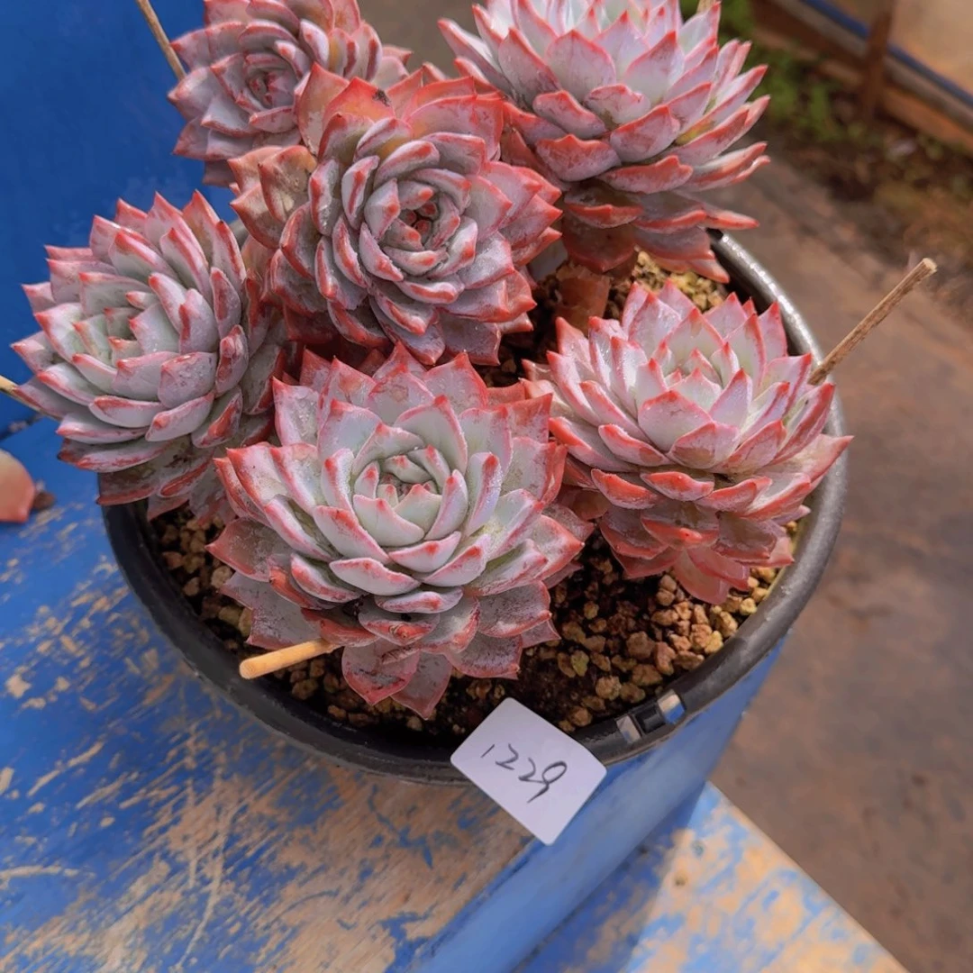 1229粉蓝鸟多肉植物人和