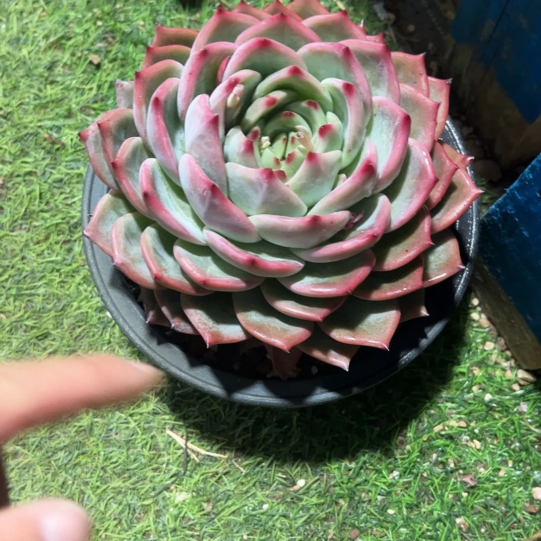 M*n香提卡大单多肉植物