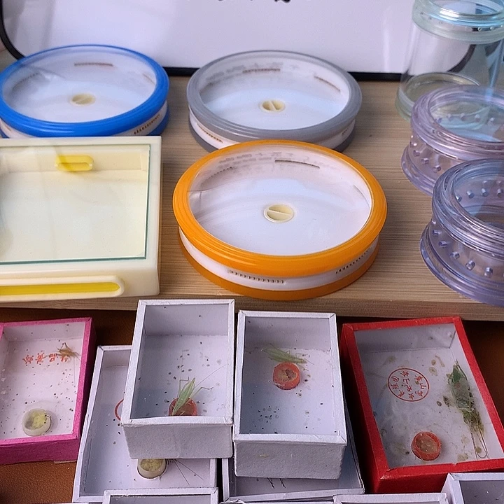 蟋蟀长须素背一条包邮