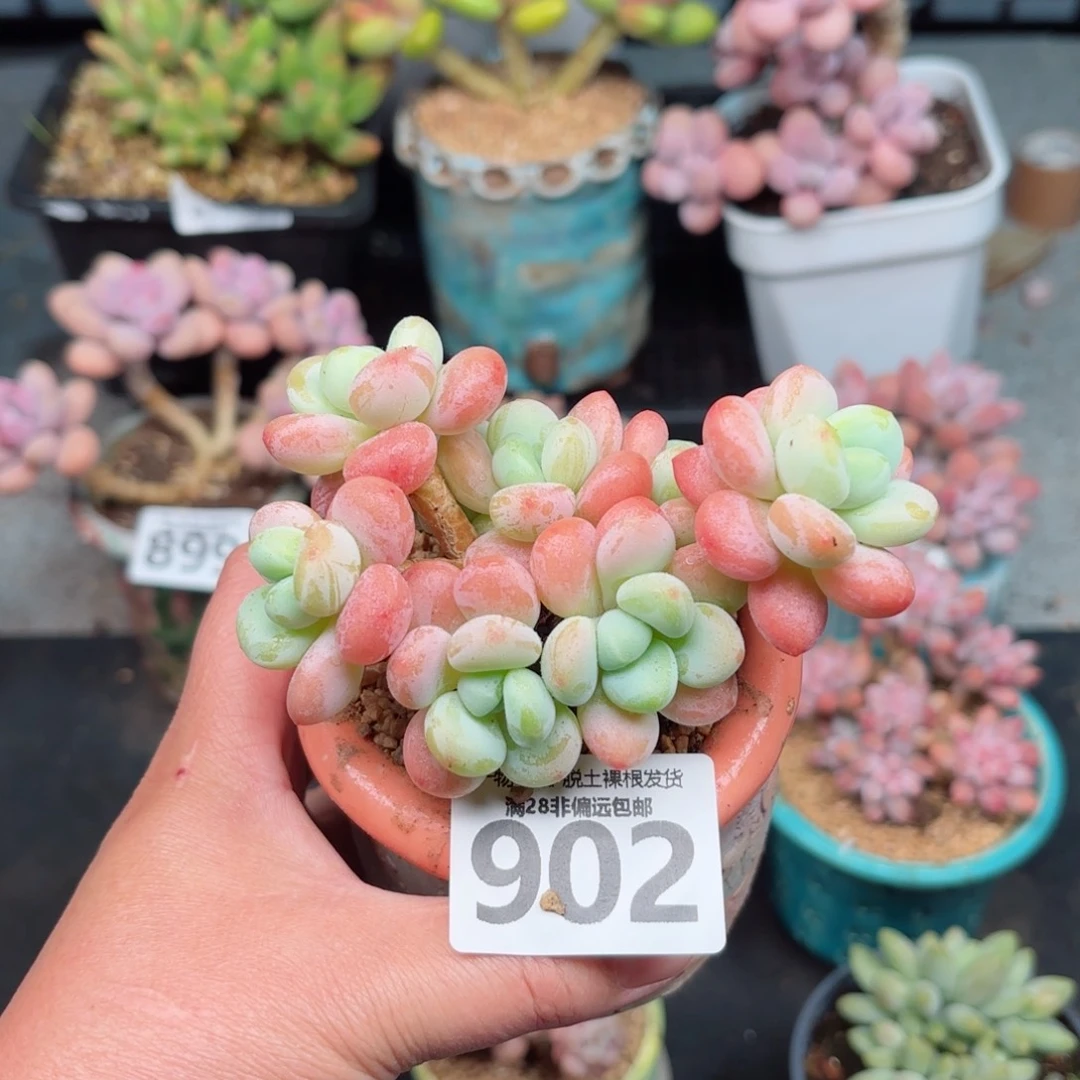 橘子洛神无盆土发货